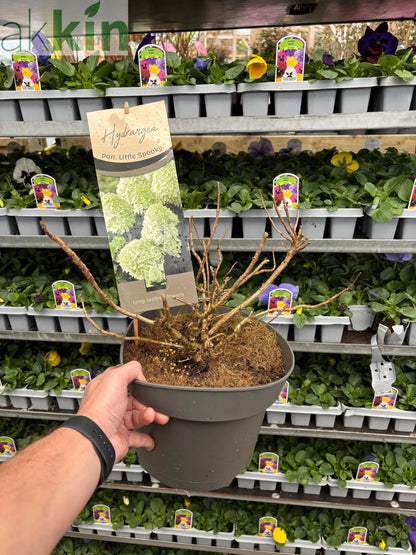 Hydrangea paniculata 'Little Spooky' 9cm / 5L One Click Plants