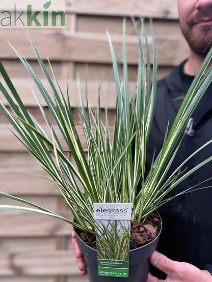 Acorus gramineus 'Argenteostriatus'  1.8L One Click Plants