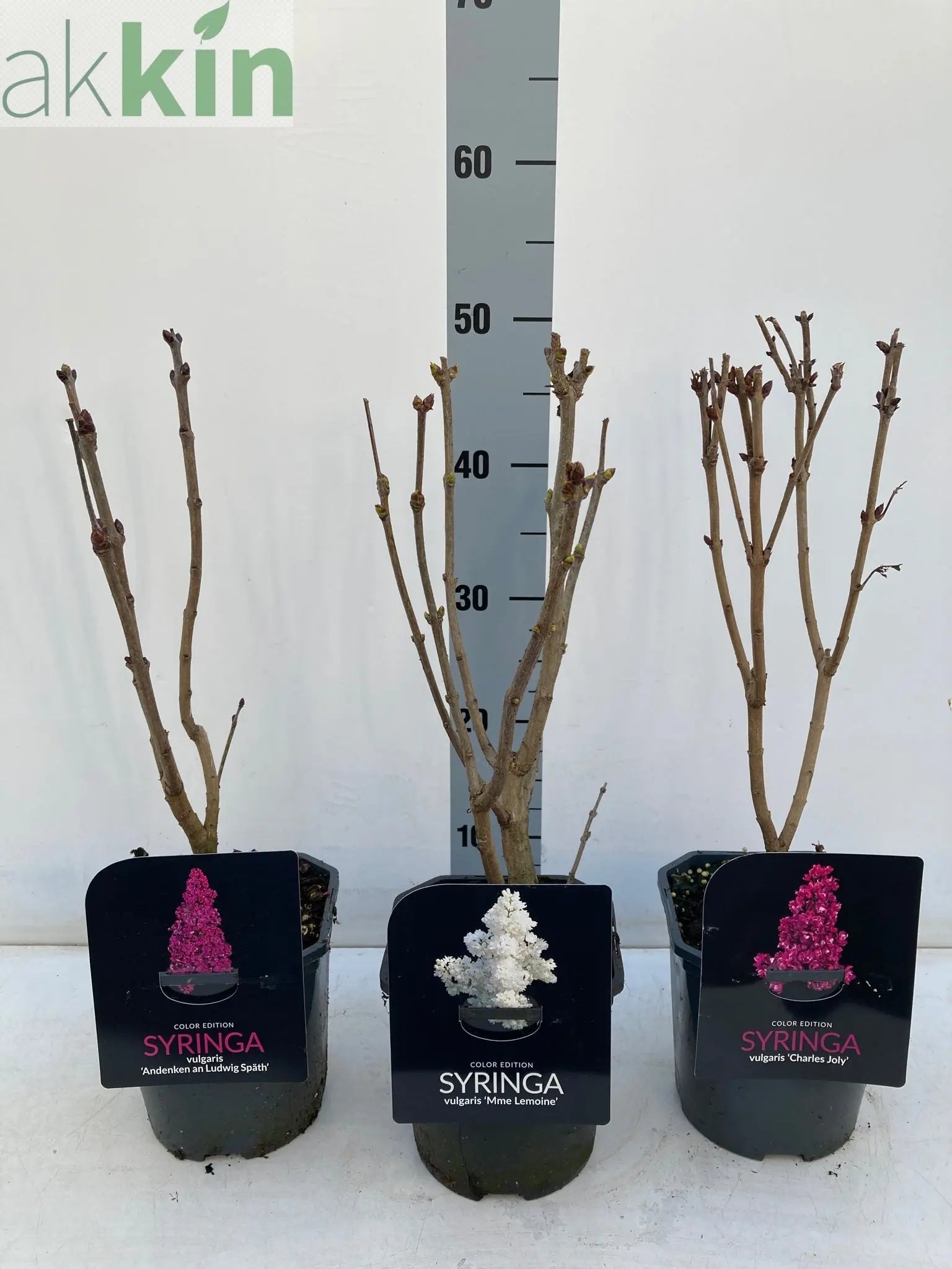 Syringa vulgaris 'Madame Lemoine' (Common Lilac) 2L One Click Plants