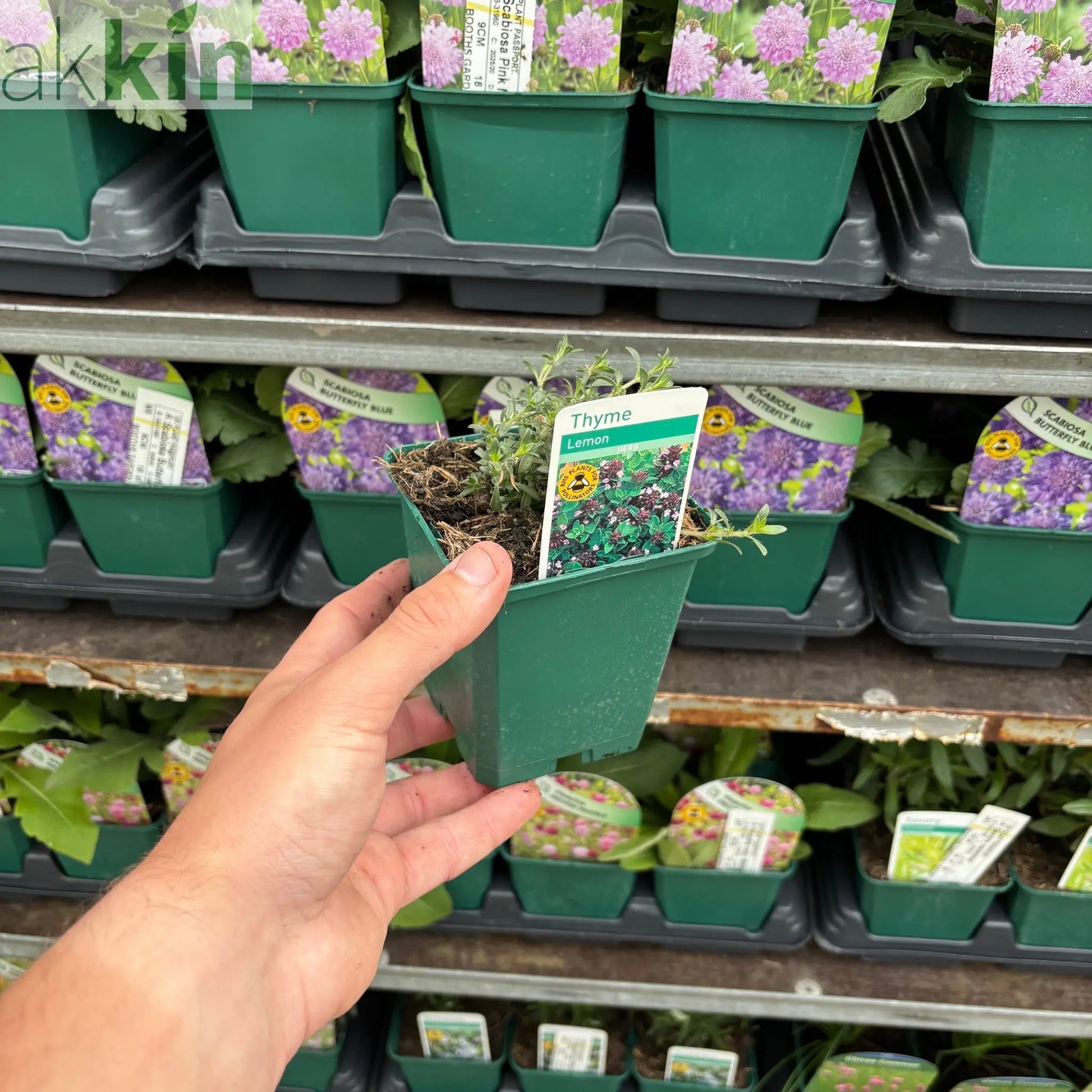 Lemon Thyme (Herb) 9cm One Click Plants