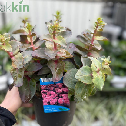 Sedum seduction Hot Rose Dark Stems 2L One Click Plants