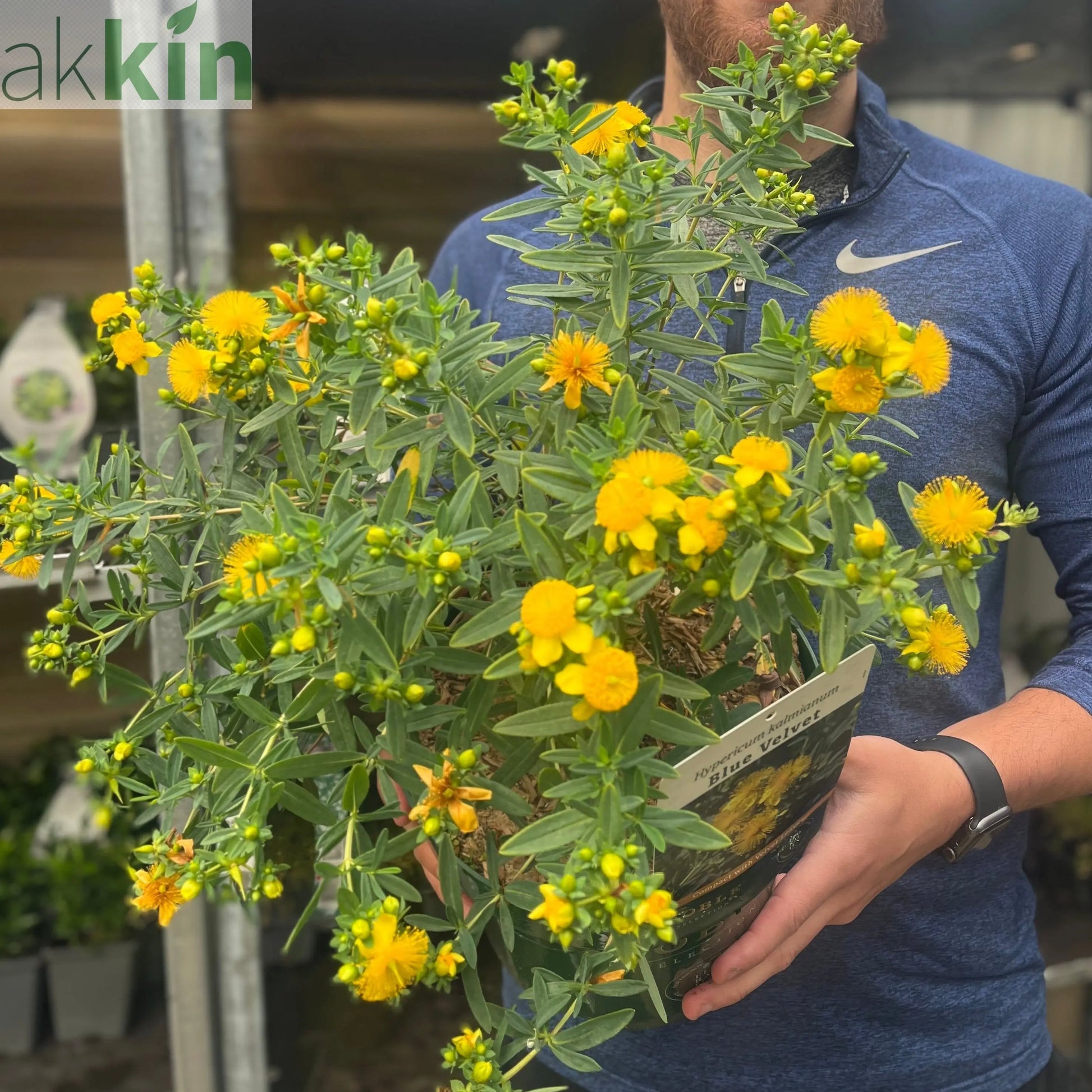 Hypericum kalmianum 'Blue Velvet' 3.5L One Click Plants