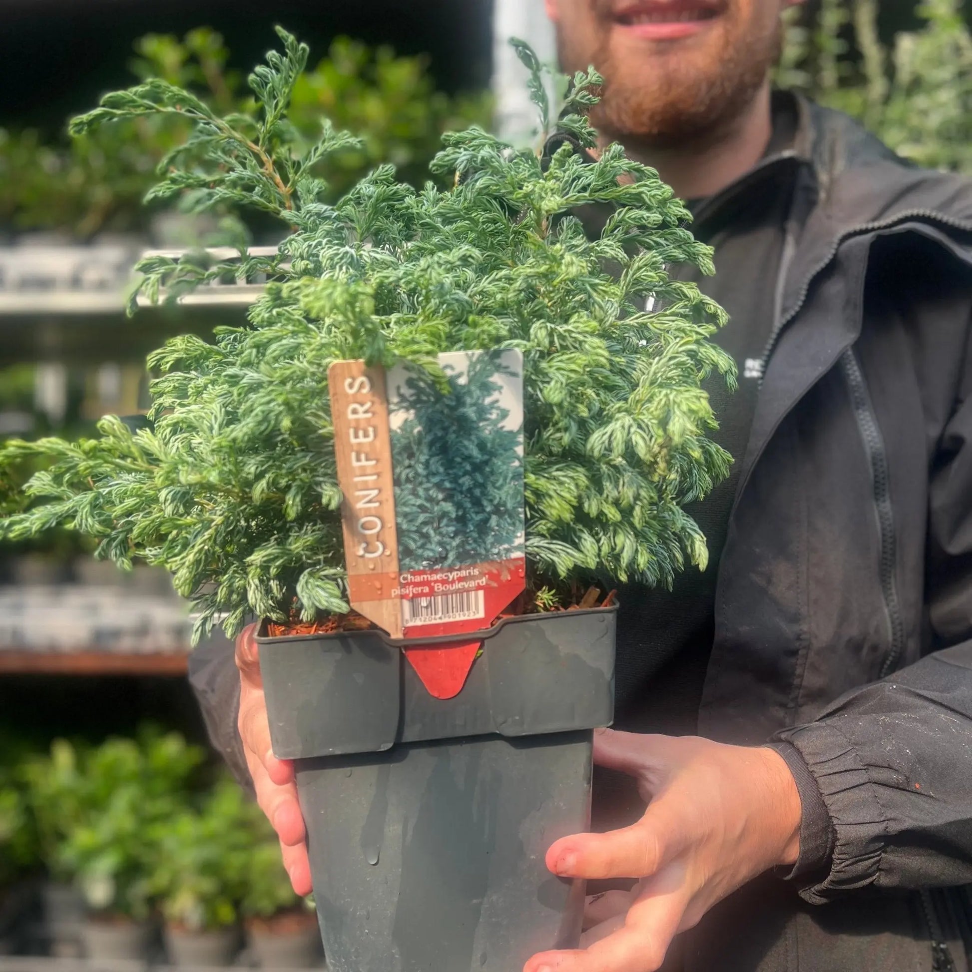 Chamaecyparis pisifera 'Boulevard' 2L One Click Plants