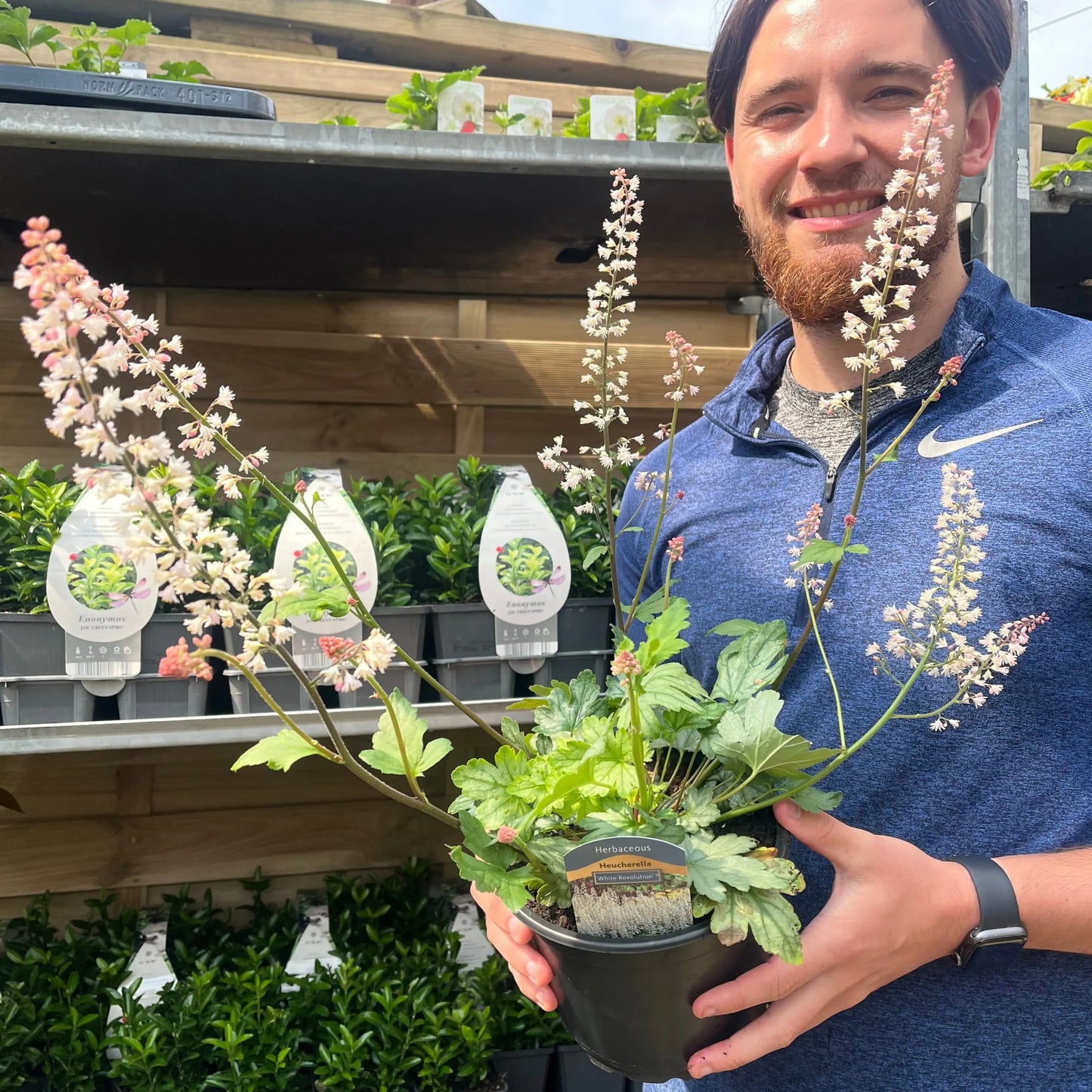 Heuchera 'White Revolution' 2L One Click Plants