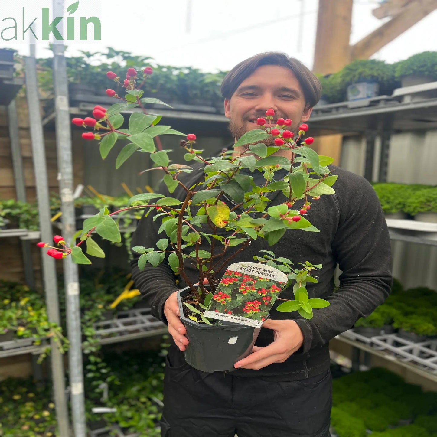 Hypericum 'Red Berry' 2L One Click Plants