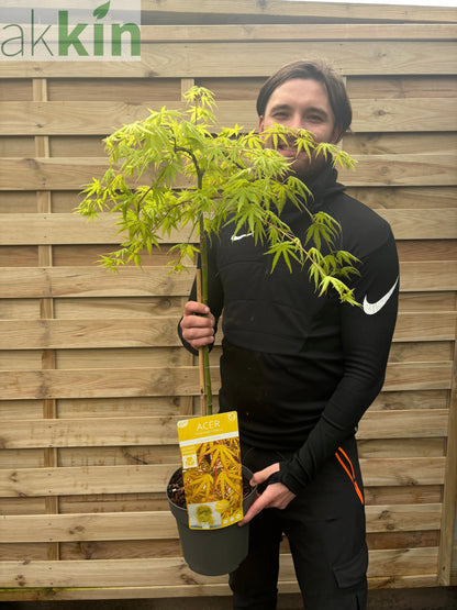 Acer palmatum 'Cascade Citrine' Standard (100cm) One Click Plants