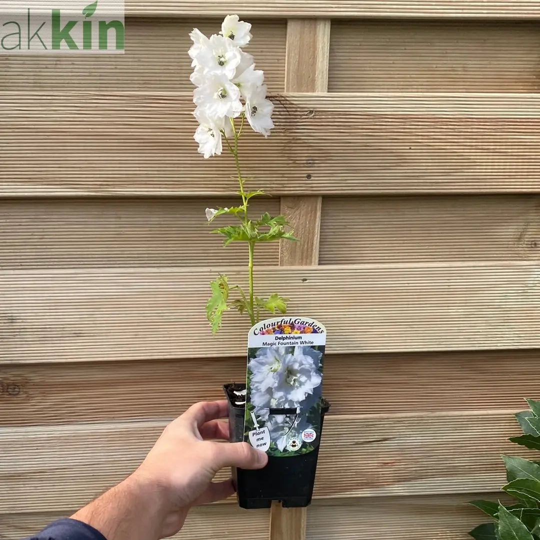 Delphinium 'Magic Fountain White Dark Bee' 9cm/1.5L One Click Plants