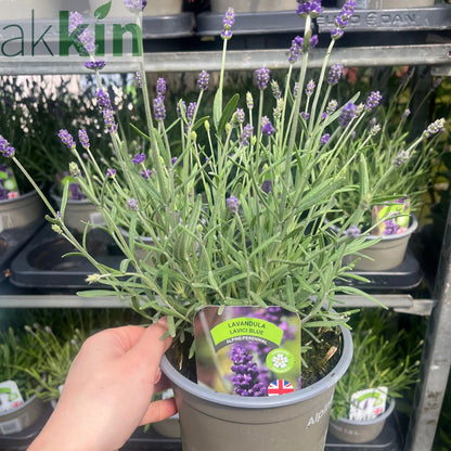 Lavandula angustifolia 'Lavici Blue' 1.5L One Click Plants