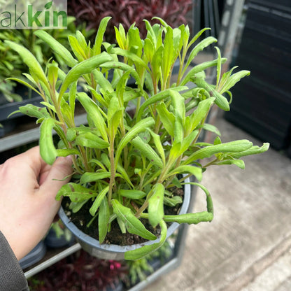 Gaura lindheimeri White 9cm One Click Plants