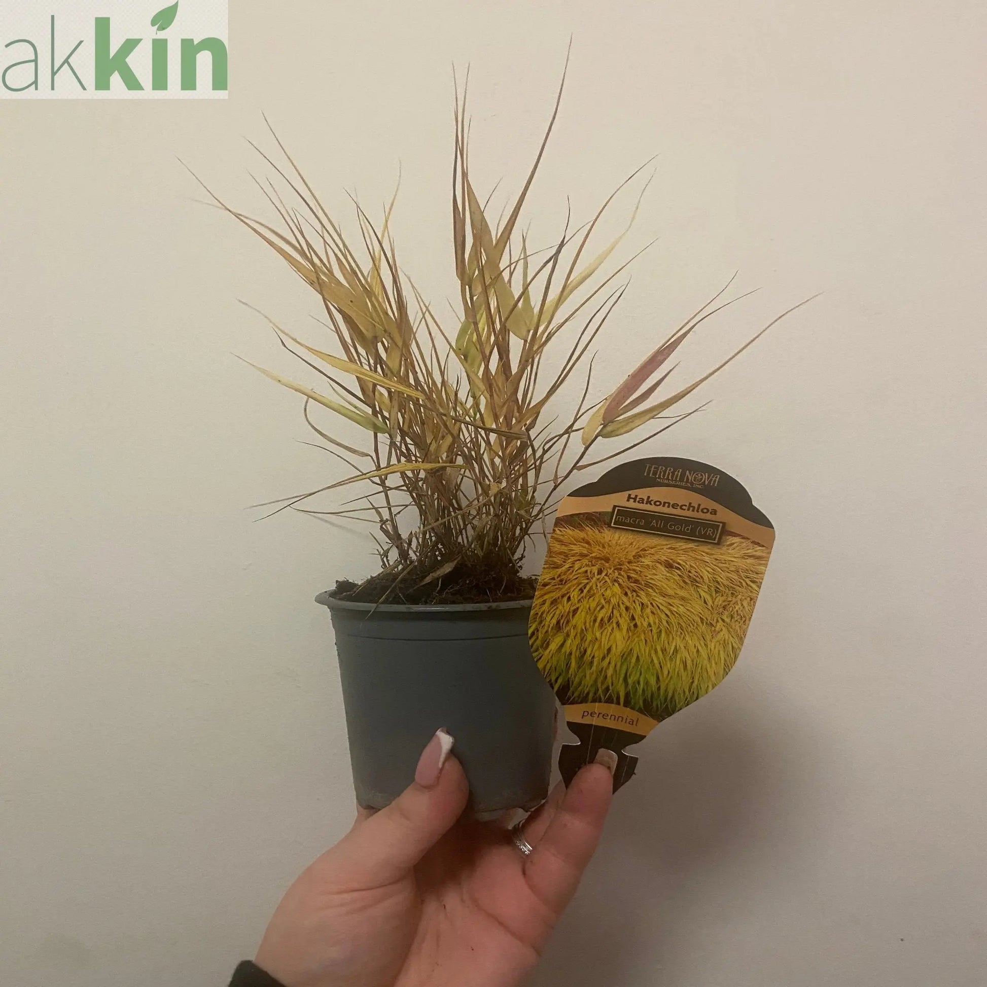 Hakonechloa macra 'Allgold' Grass 9cm / 2L One Click Plants