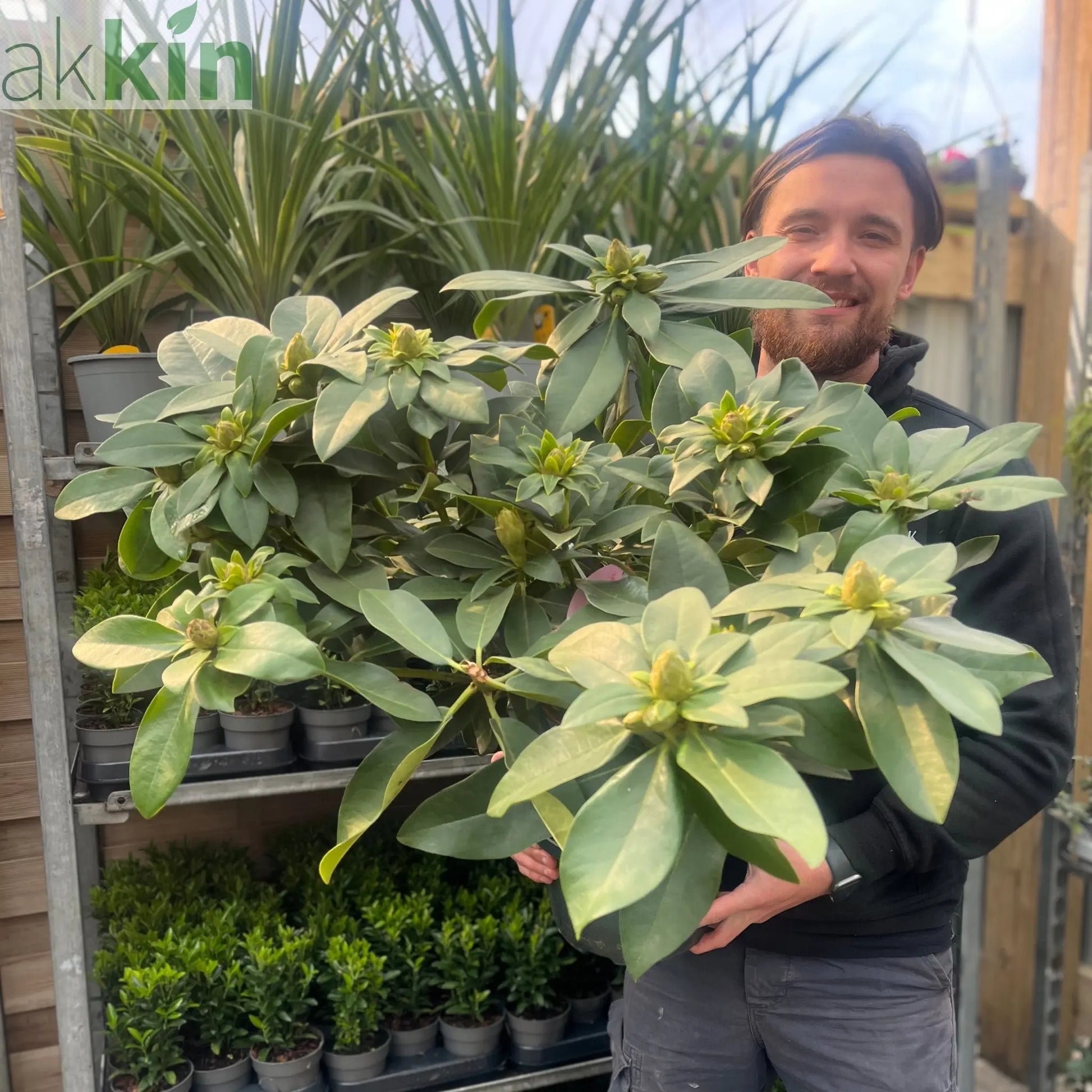 Rhododendron hybride 'Eucharitis' 5L (60-70cm inc. pot) One Click Plants