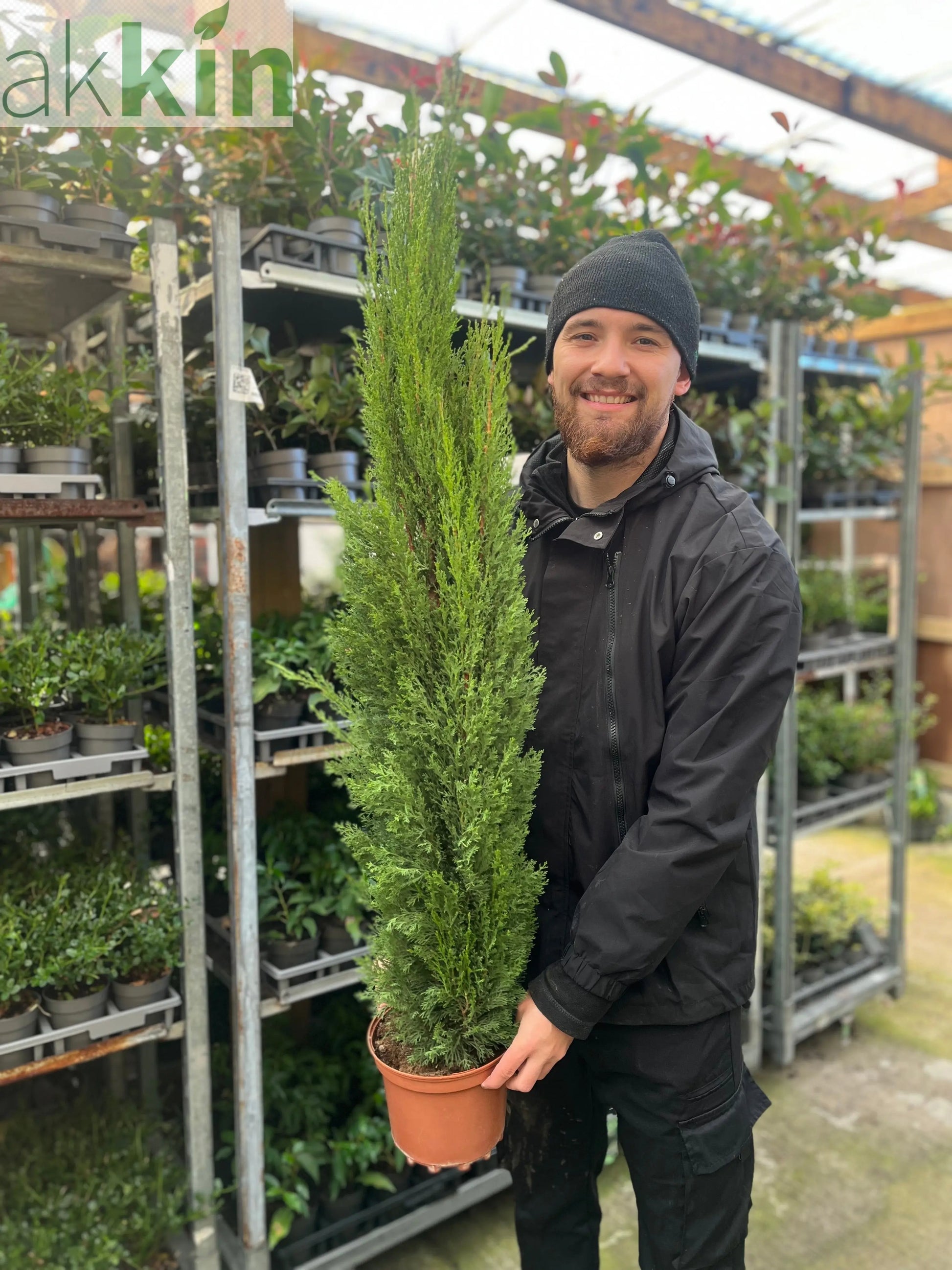 Cupressus sempervivrens Totem (Italian Cypress) 50-60cm, 140-150cm One Click Plants