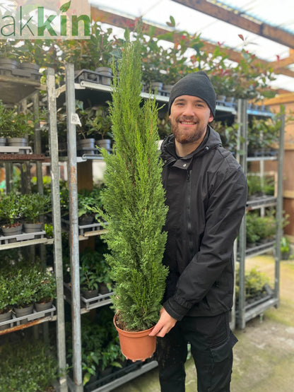 Cupressus sempervivrens Totem (Italian Cypress) 50-60cm, 140-150cm One Click Plants