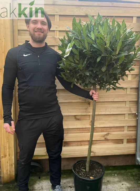 3/4 Standard Bay Tree | Laurus nobilis |160-170cm One Click Plants