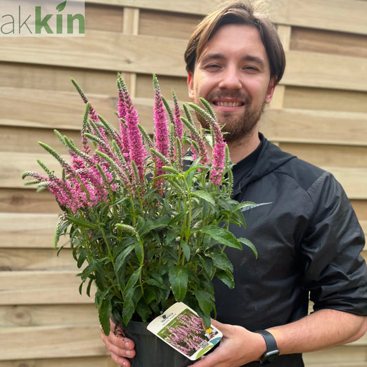 Veronica spicata 'Inspire' Rose 3L One Click Plants