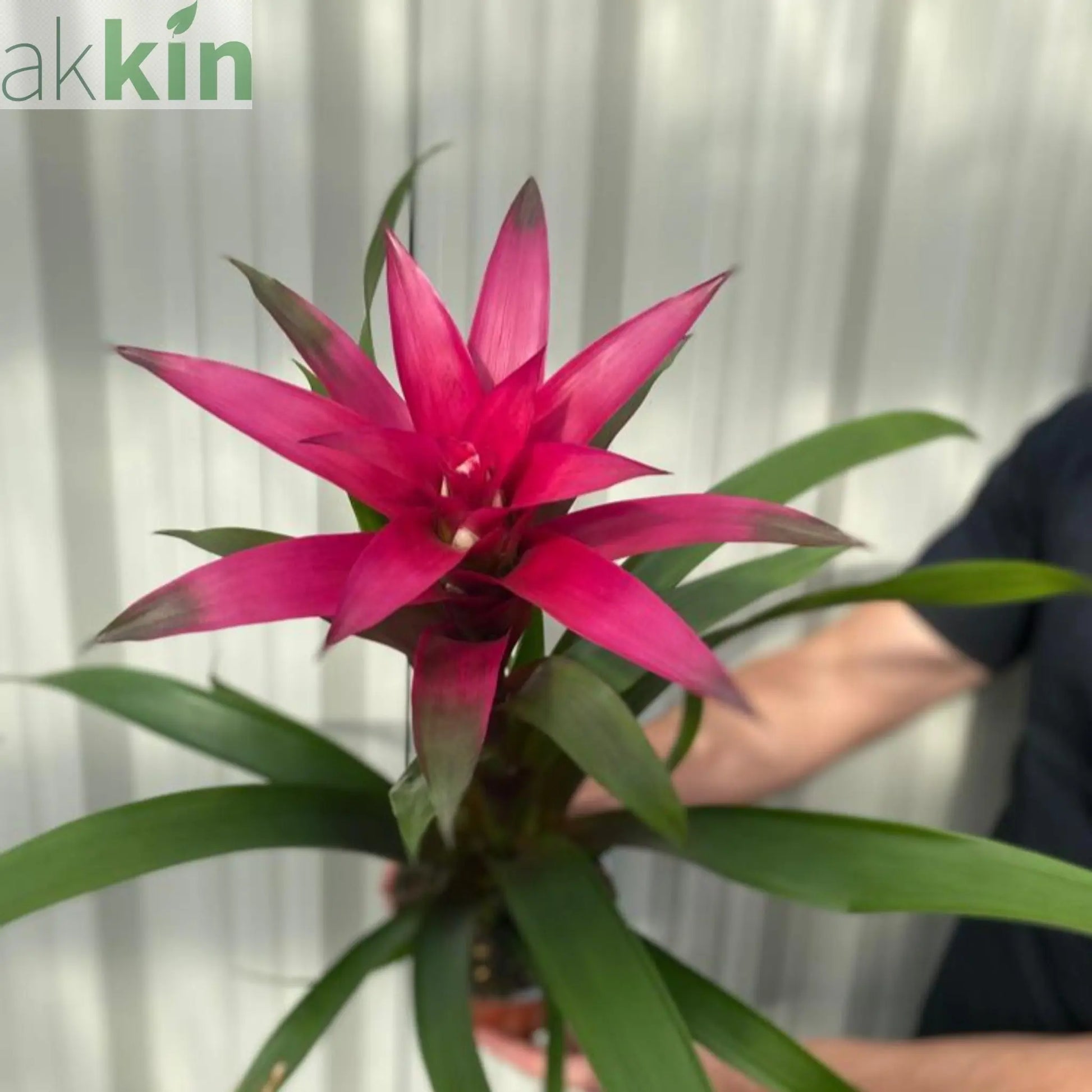 Guzmania amaretto - Pink One Click Plants