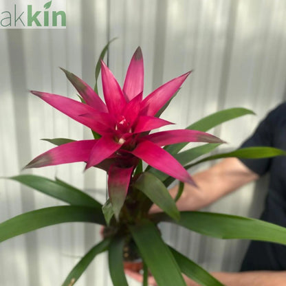 Guzmania amaretto - Pink One Click Plants