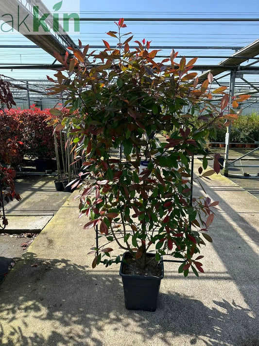 Photinia 'Red Robin' on frame 150-180cm One Click Plants