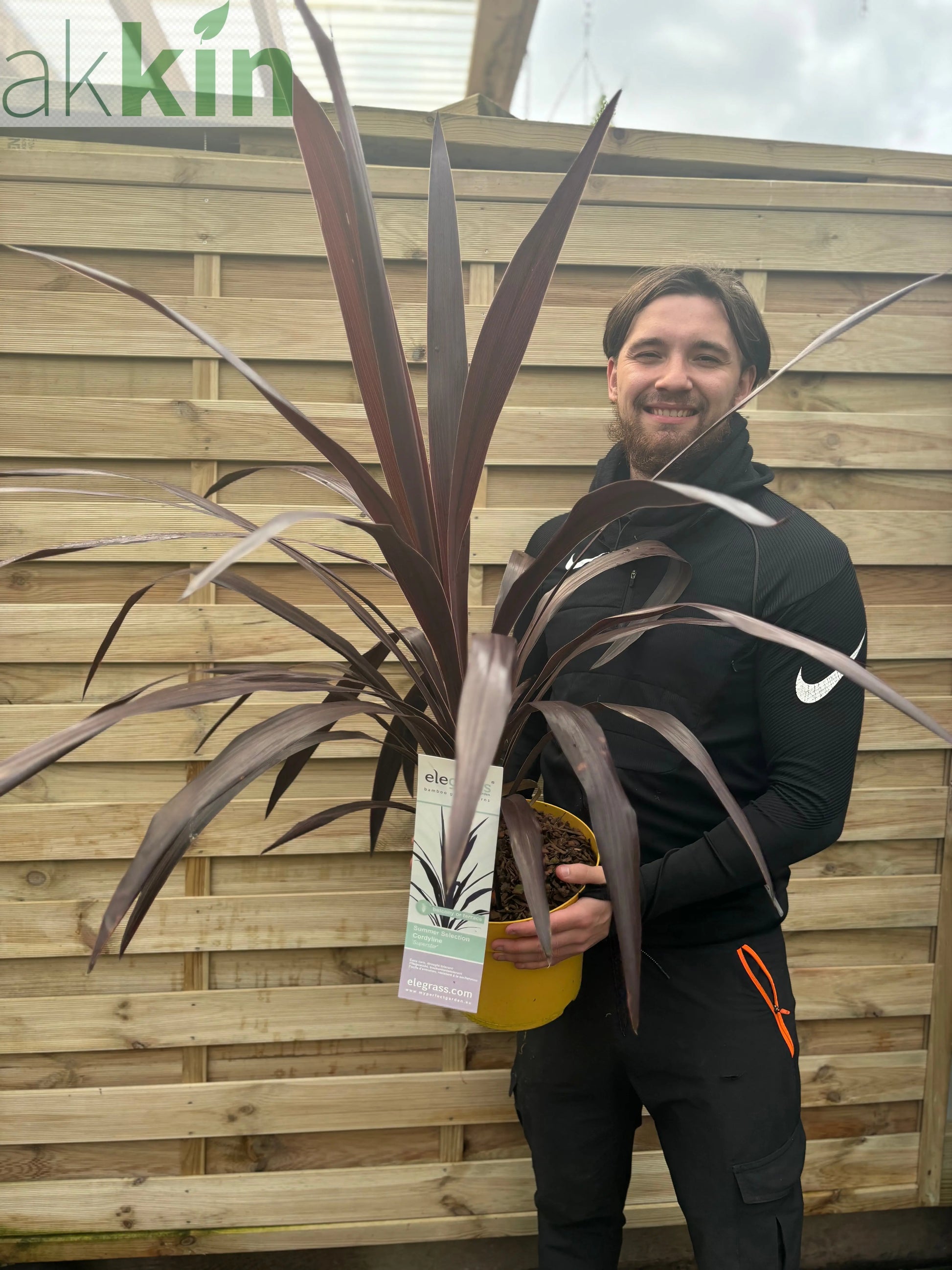 Cordyline 'Superstar' 5L 80-90cm One Click Plants