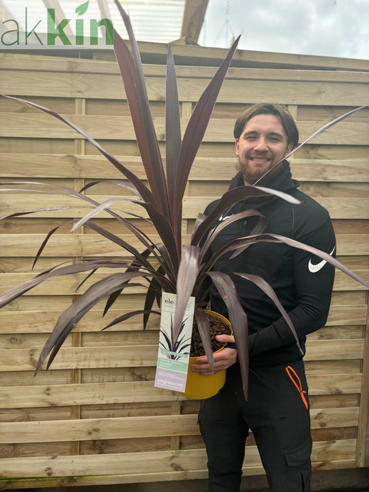 Cordyline 'Superstar' 5L 80-90cm One Click Plants
