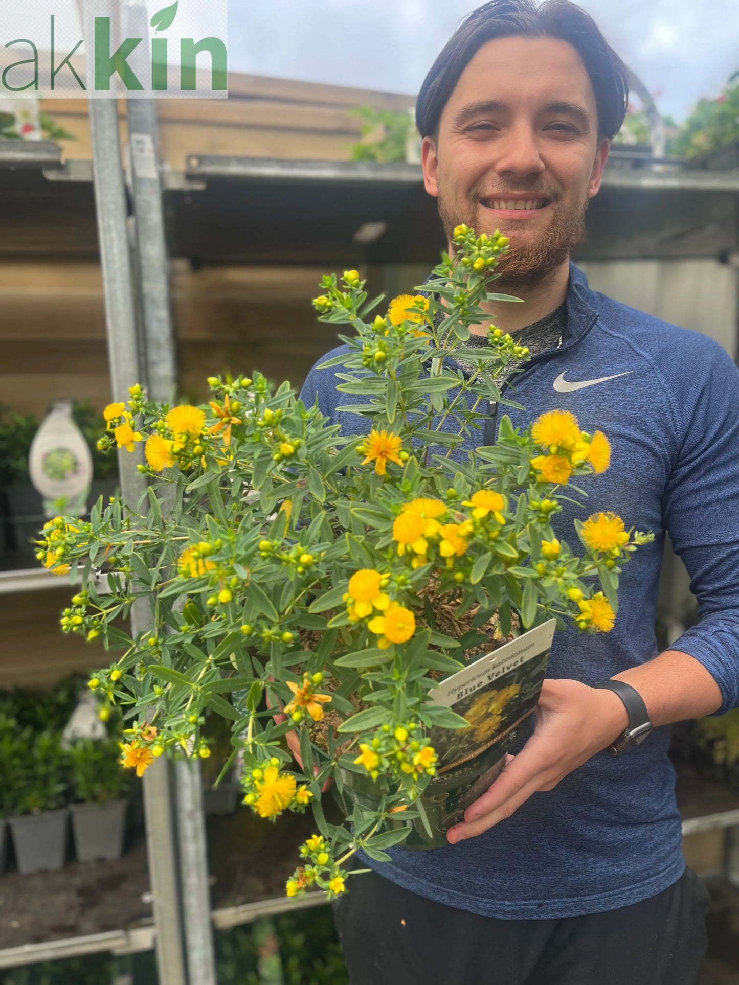 Hypericum kalmianum 'Blue Velvet' 3.5L One Click Plants