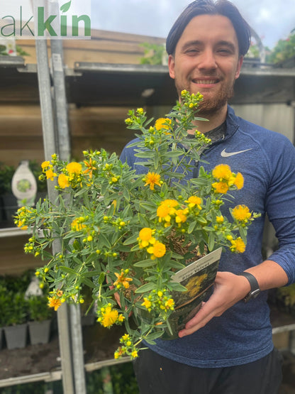 Hypericum kalmianum 'Blue Velvet' 3.5L One Click Plants