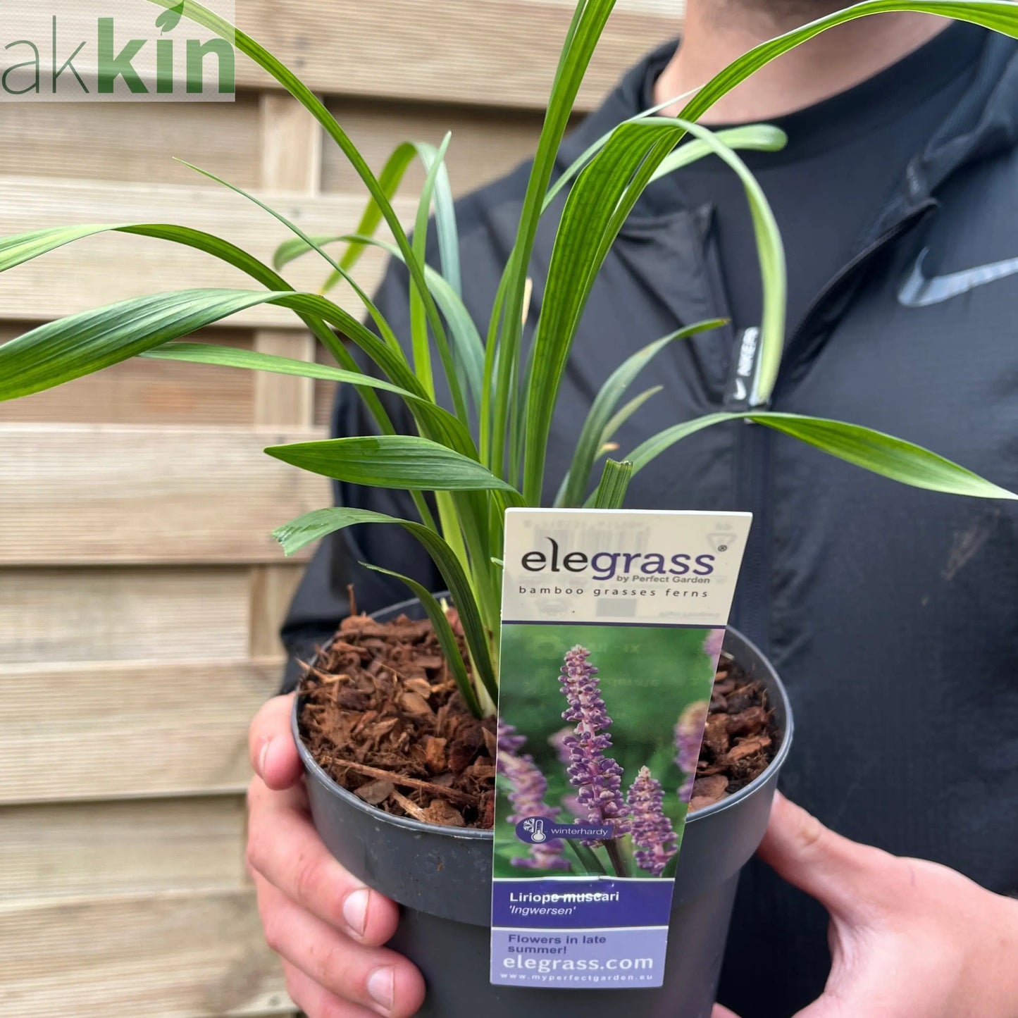 Liriope muscari ingwersen 1.4L One Click Plants