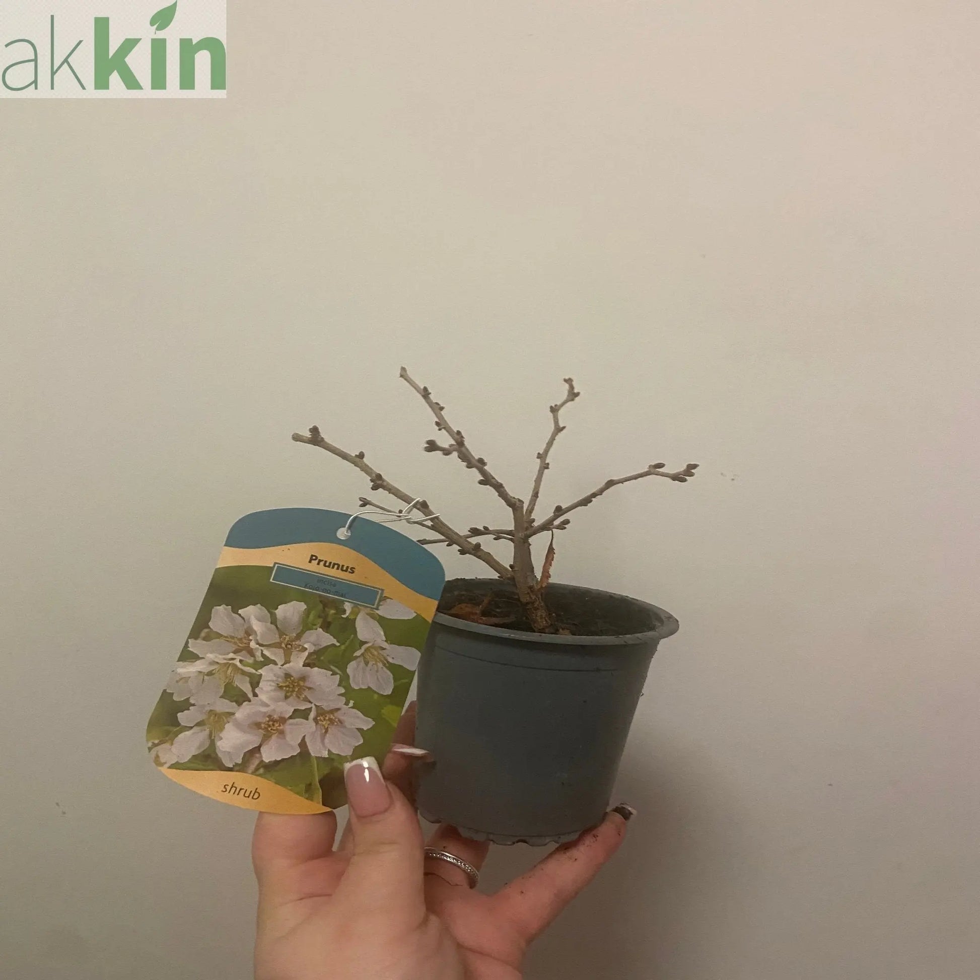 Prunus Ornamental Flowering Cherry Blossom Shrub - Incisa 'KOJOU-NO-MAI' 9cm / 2L / 4L One Click Plants