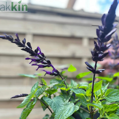 Salvia guaranitica 'Black and Bloom' 9cm Pot/3L One Click Plants