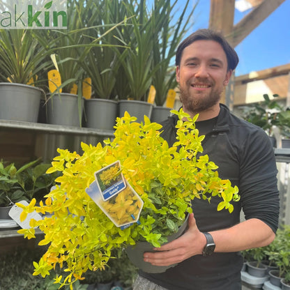 Euonymus fortunei 'Goldy' 5L One Click Plants