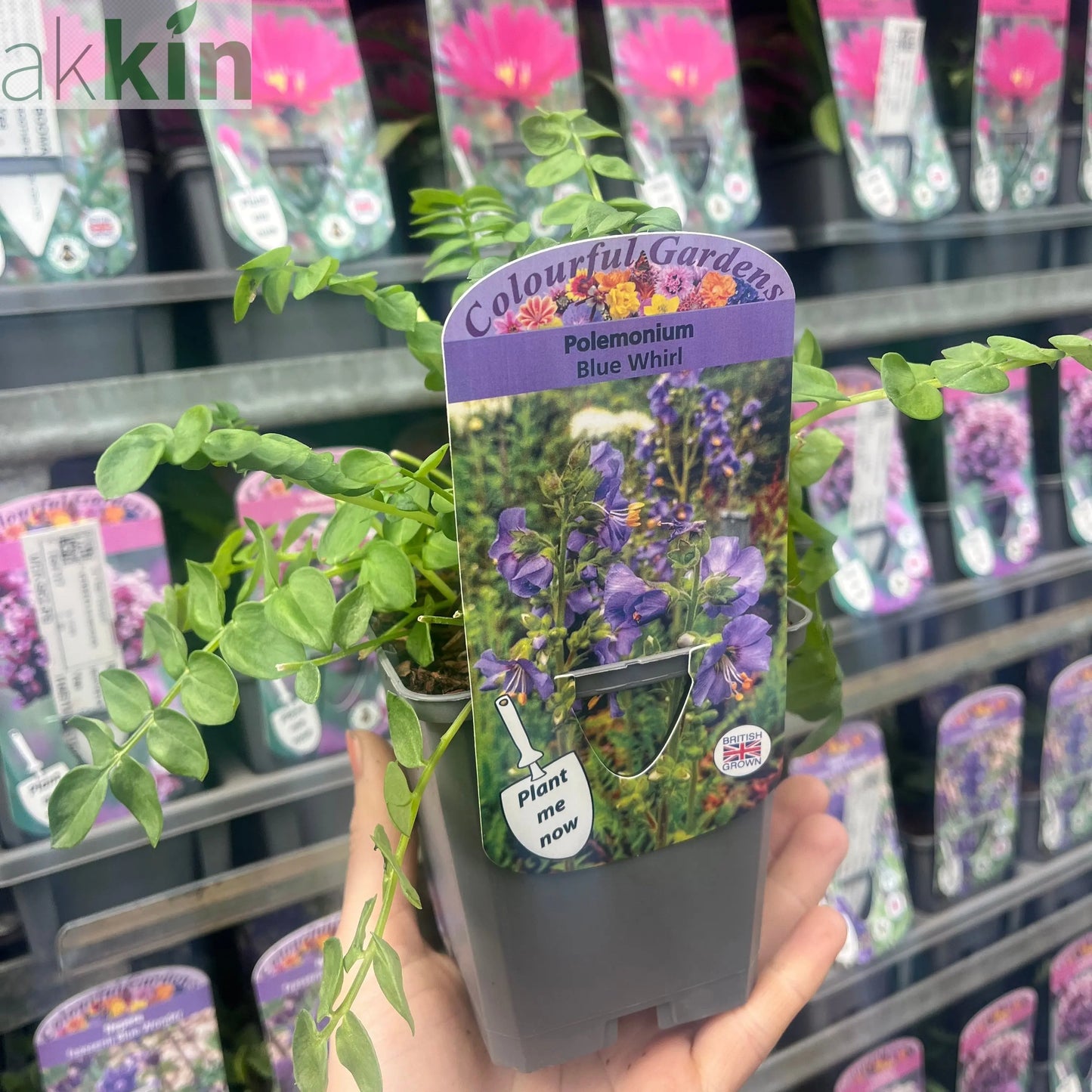 Polemonium 'Blue Whirl' (Jacob's Ladder) 9cm One Click Plants