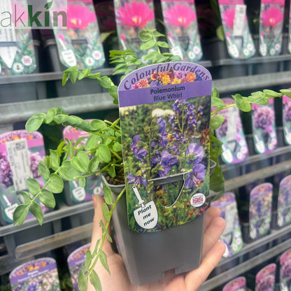 Polemonium 'Blue Whirl' (Jacob's Ladder) 9cm One Click Plants