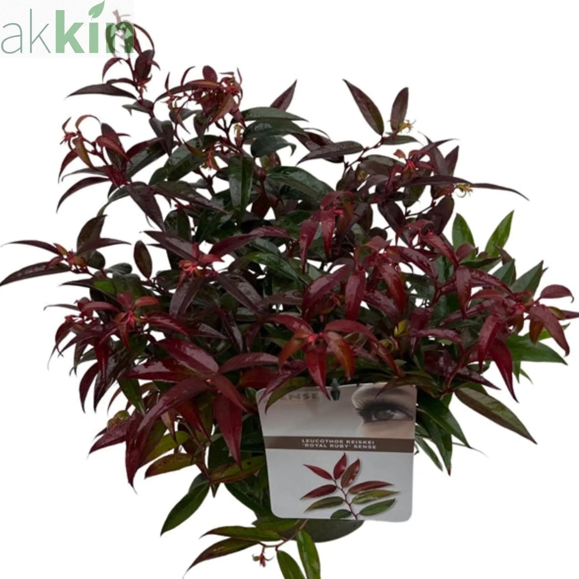 Leucothoe keiskei 'Royal Ruby' 2L One Click Plants
