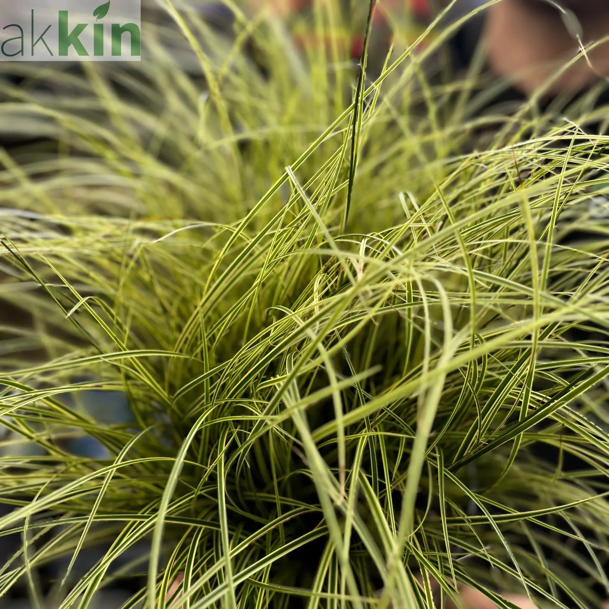 Carex brunnea 'Variegata' 3L One Click Plants