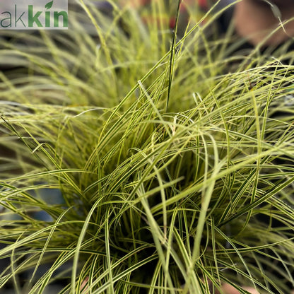 Carex brunnea 'Variegata' 3L One Click Plants