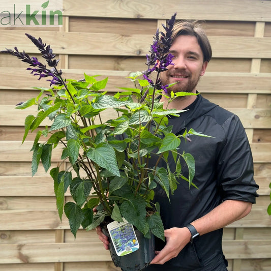 Salvia guaranitica 'Black and Bloom' 9cm Pot/3L One Click Plants
