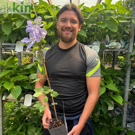 Clematis 'Mrs. Cholmondeley' 60cm One Click Plants