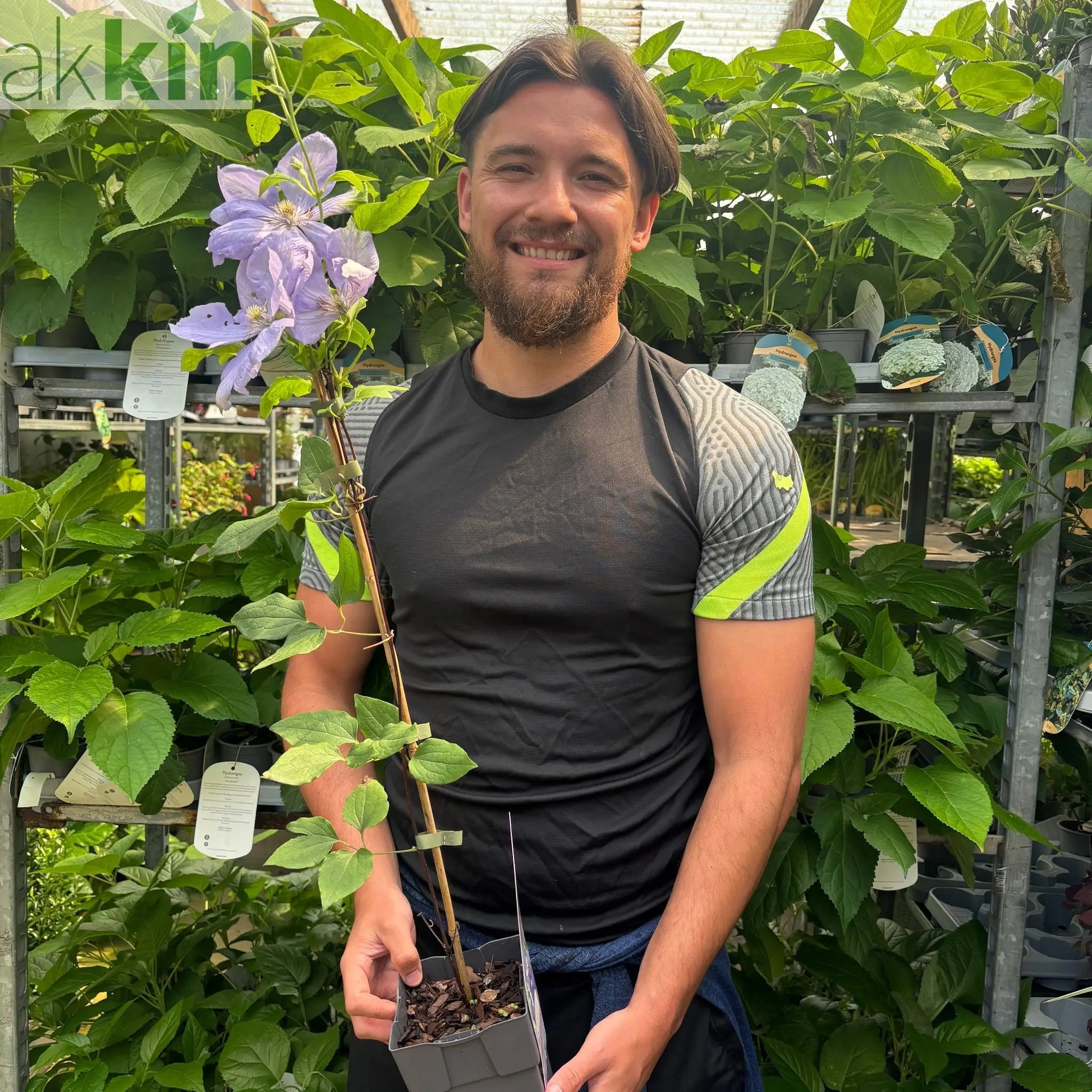 Clematis 'Mrs. Cholmondeley' 60cm One Click Plants