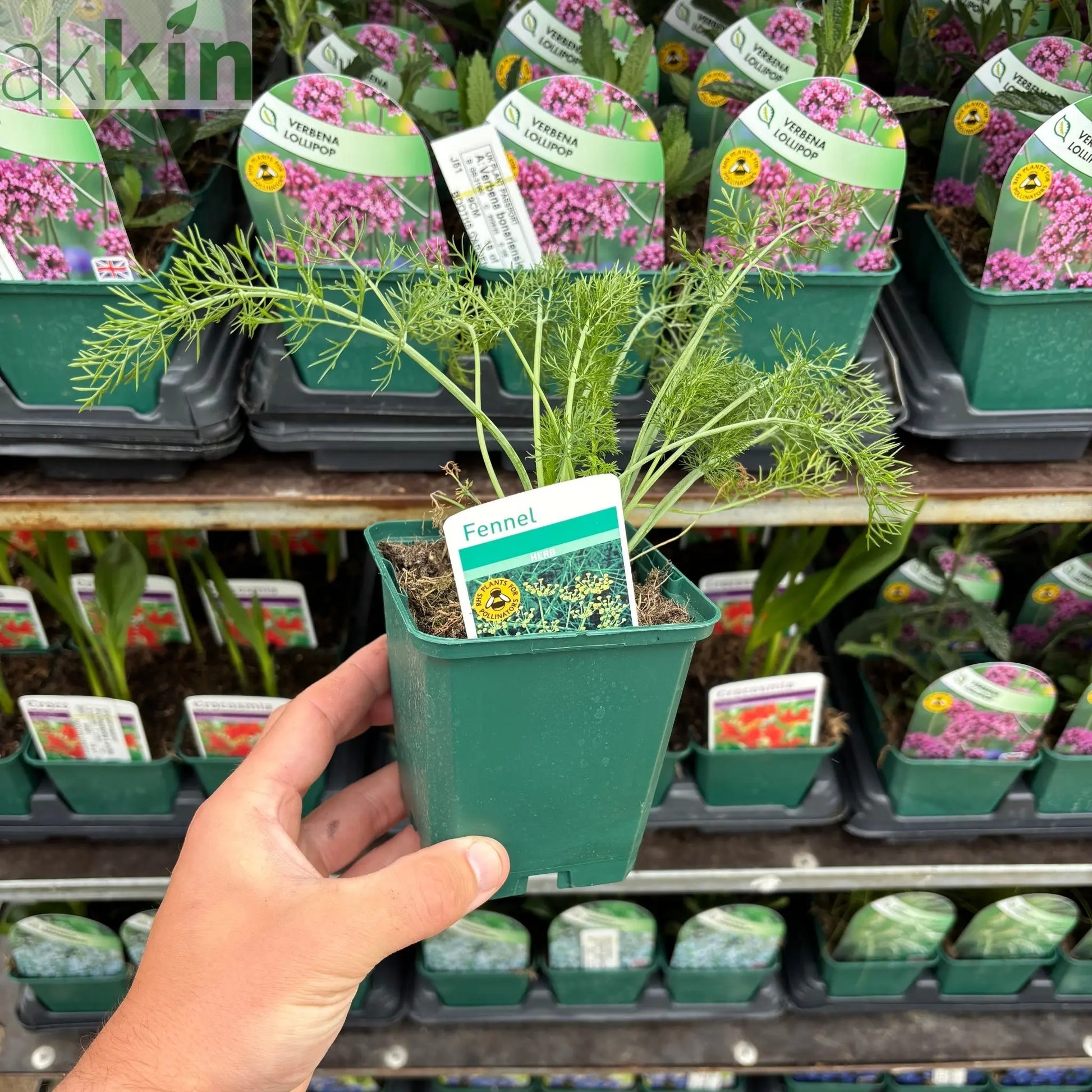 Fennell (Herb) 9cm One Click Plants