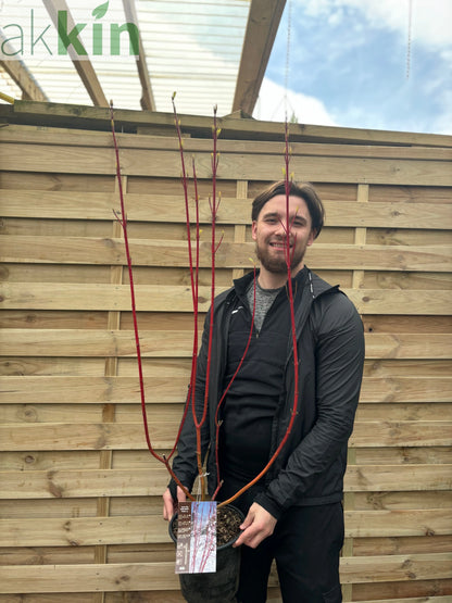 Cornus 'Sibrica' (Siberian Dogwood) 2L One Click Plants