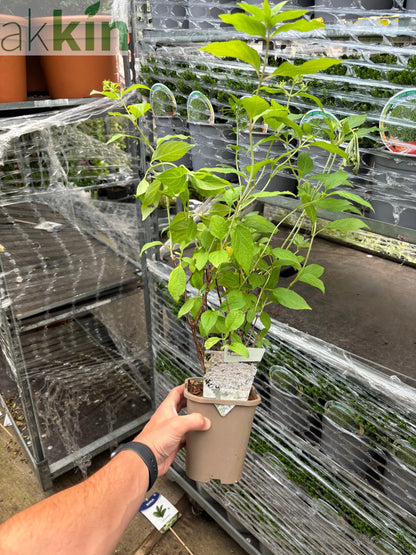 Hydrangea paniculata Phantom 1L (30-40cm inc. pot) One Click Plants