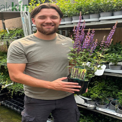 Salvia nemorasa 'Caradonna' 9cm / 2L One Click Plants