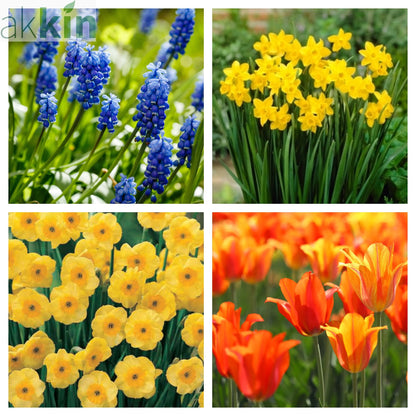 Fragrant/Scented Bulb Mix (40+ Bulbs) One Click Plants