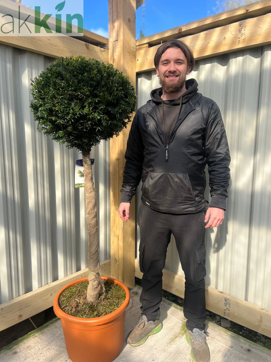 Yew Ball on Stem - Taxus Baccata 35L 170-180cm (STEM 90cm) One Click Plants