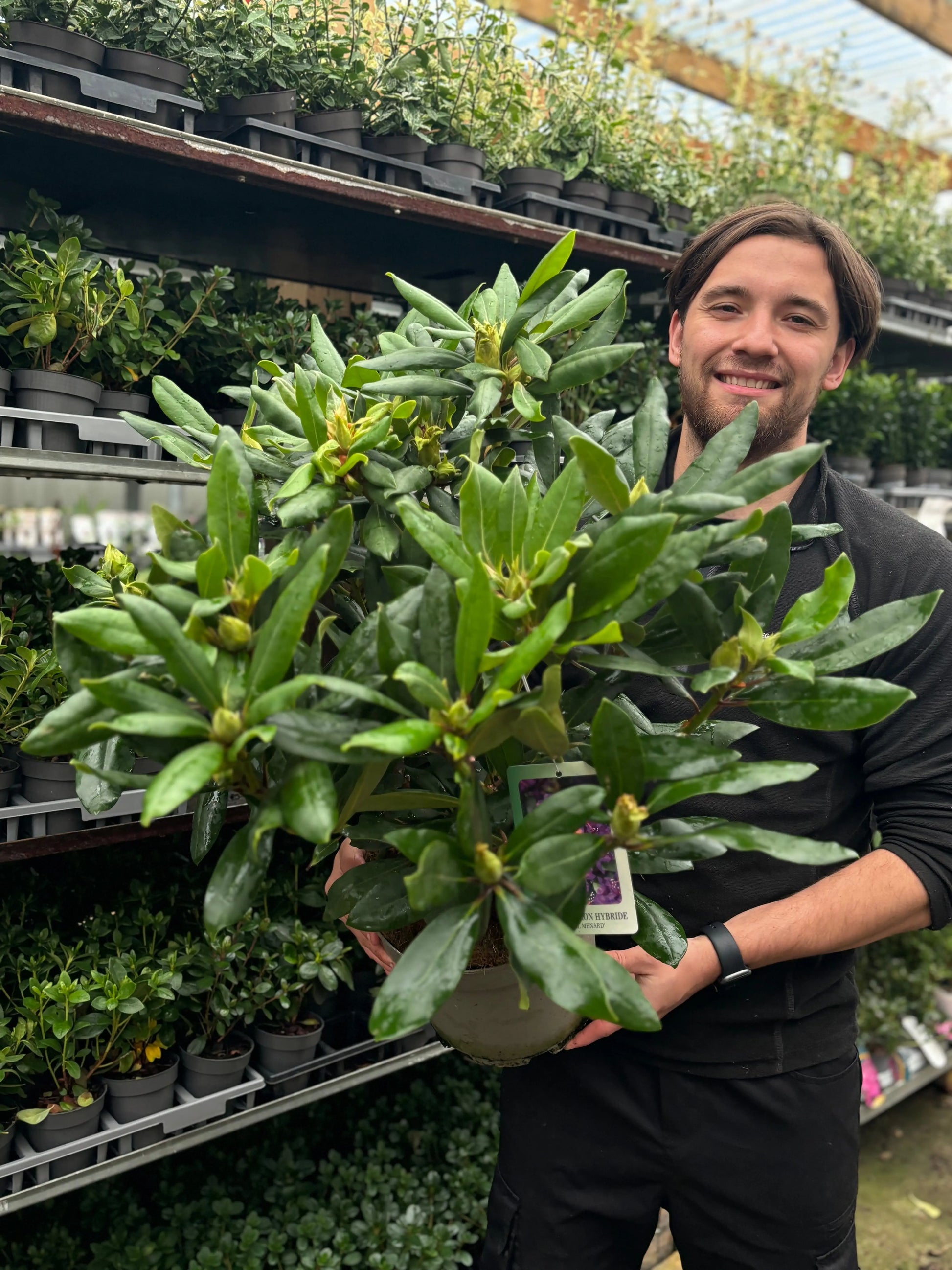 Rhododendron 'Marcel Menard' 2L / 5L One Click Plants