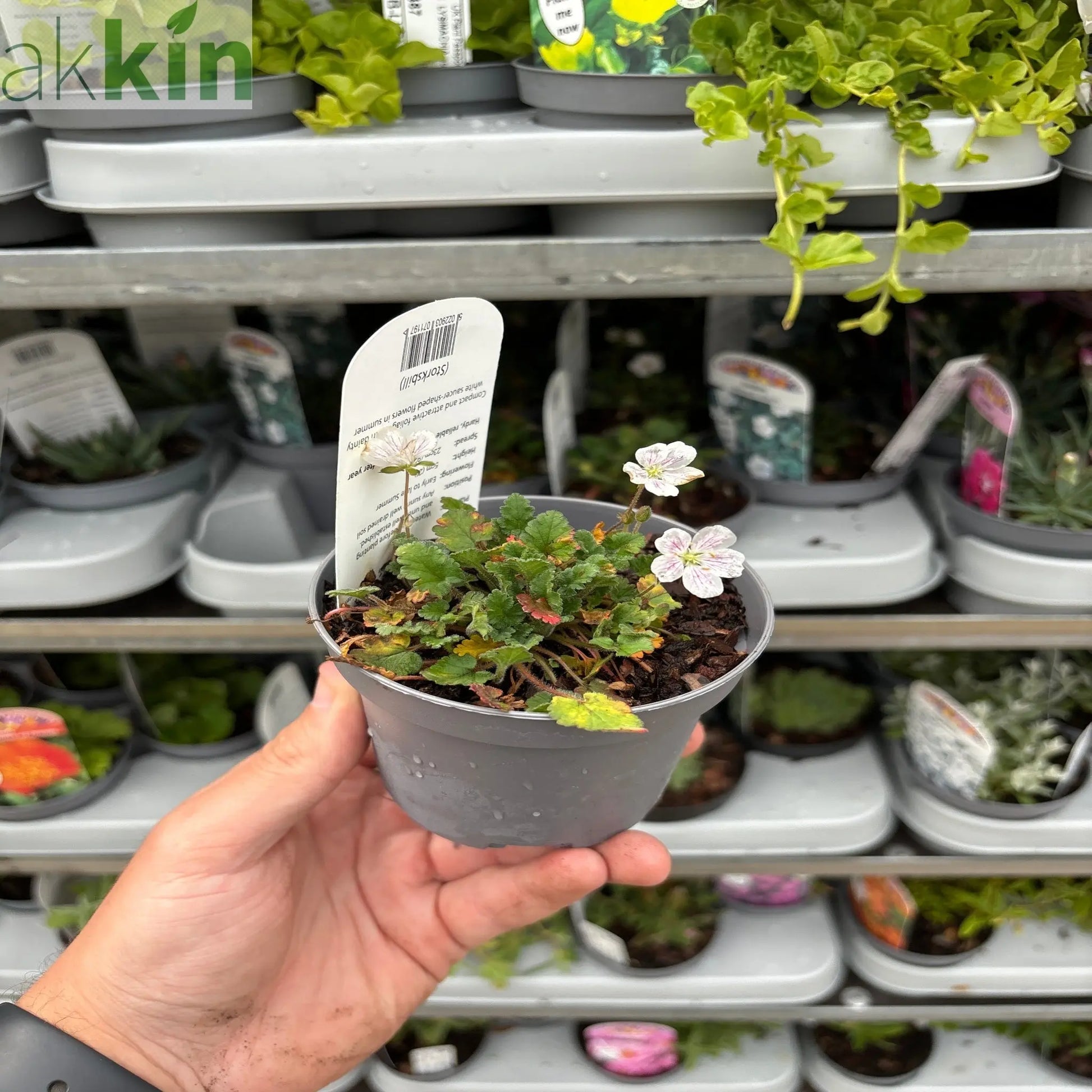 Erodium reichardii Album 9cm One Click Plants