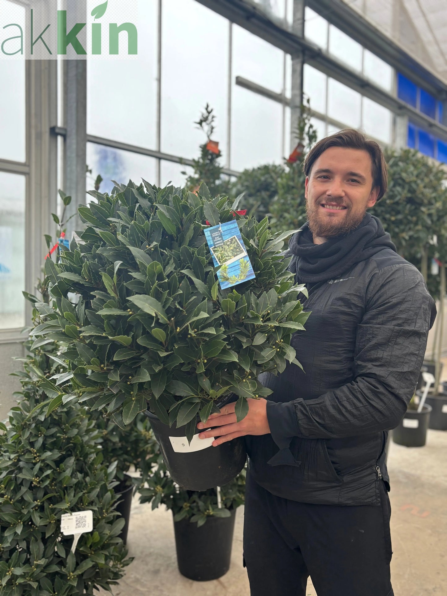 Established Laurus Nobilis Ball (Bay Leaf Ball) 10L / 15L / 24L / 30L One Click Plants