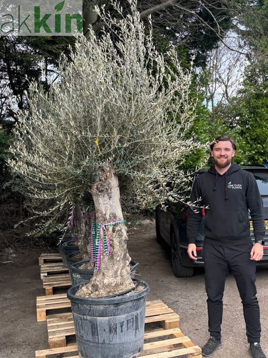 Olive Tree 110L Bonsai Specimen (Girth 40-60cm) 220-240cm Height One Click Plants