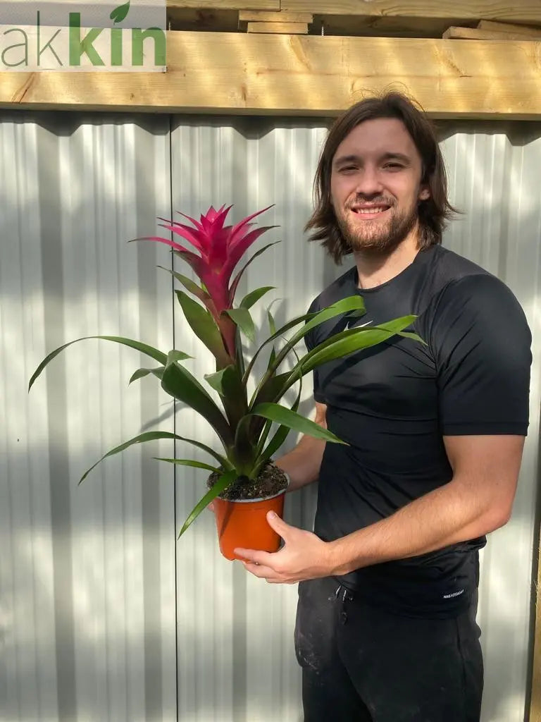 Guzmania amaretto - Pink One Click Plants