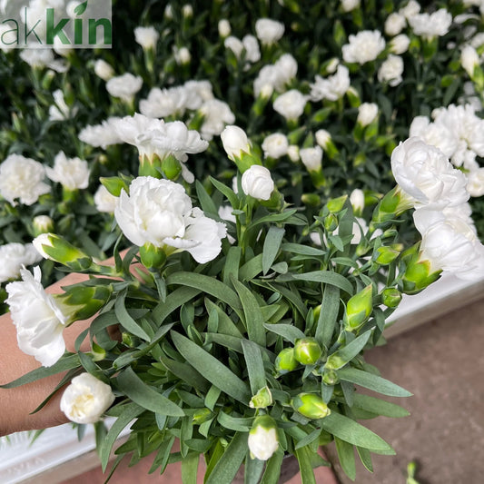 Dianthus White (9cm growers pot) One Click Plants